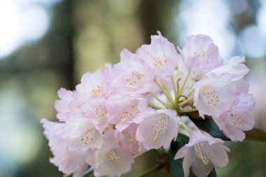 Murou-Temple 'daki Rhododendron, Nara, Japonya