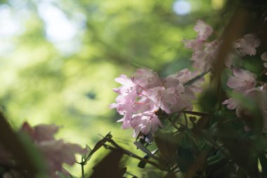 Murou-Temple 'daki Rhododendron, Nara, Japonya
