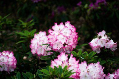 Murou-Temple 'daki Rhododendron, Nara, Japonya
