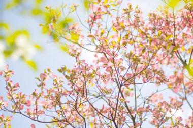Yaz parkında çiçek açan köpek ağaçlarının yakınına.   