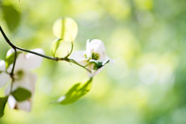 Closeup of blooming dogwood flowers in summer park    clipart