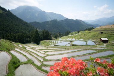 Maruyama pirinç terası, mie, Japonya turizmi