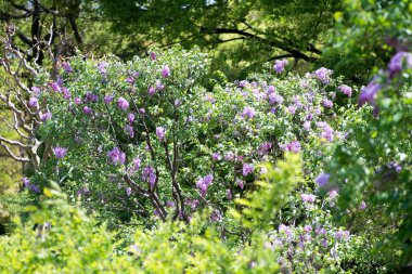 Yeşil parktaki güzel leylak çiçeklerine yakın çekim 