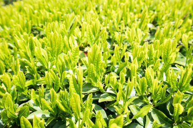 Güneş ışığında yeşil çay yaprakları 