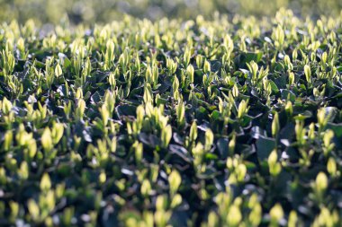 Güneş ışığında yeşil çay yaprakları 