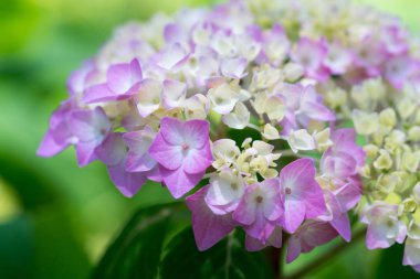 Bulanık arkaplanda Japon ortanca çiçekleri 