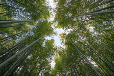Adashinonenbutsu Tapınağı 'ndaki Bambu Ormanı, Kyoto Turizmi, Japonya