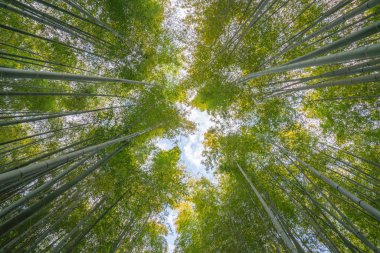 Adashinonenbutsu Tapınağı 'ndaki Bambu Ormanı, Kyoto Turizmi, Japonya