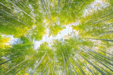 Adashinonenbutsu Tapınağı 'ndaki Bambu Ormanı, Kyoto Turizmi, Japonya