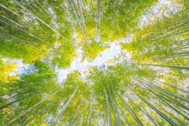 Adashinonenbutsu Tapınağı 'ndaki Bambu Ormanı, Kyoto Turizmi, Japonya
