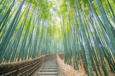 Adashinonenbutsu Tapınağı 'ndaki Bambu Ormanı, Kyoto Turizmi, Japonya