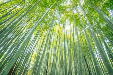 Adashinonenbutsu Tapınağı 'ndaki Bambu Ormanı, Kyoto Turizmi, Japonya
