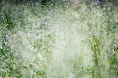 Bulanık arkaplanda küçük yaz çiçeklerinin kapanışı 