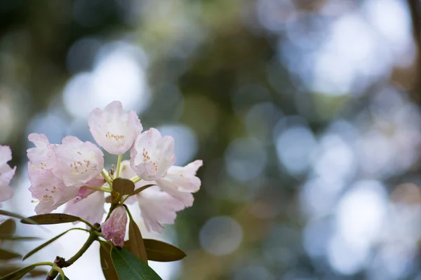 Rododendro Tempio Murou Nara Giappone — Foto Stock