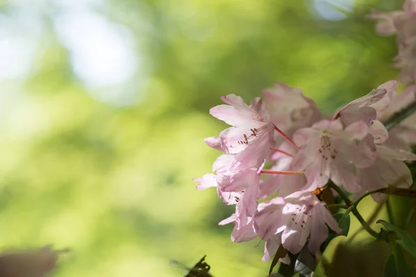 Rododendro Tempio Murou Nara Giappone — Foto Stock