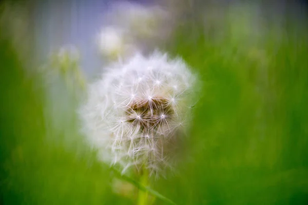 Närbild Maskros Blomma Med Frön — Stockfoto