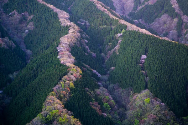 Valle Namego Antes Del Amanecer Pueblo Kamikitayama Nara Japón —  Fotos de Stock