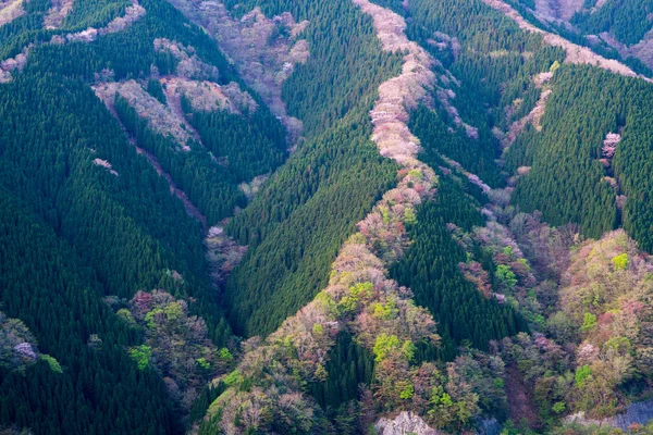 Namego Údolí Dopoledních Hodinách Kamikitayama Vesnice Nara Japonsko — Stock fotografie