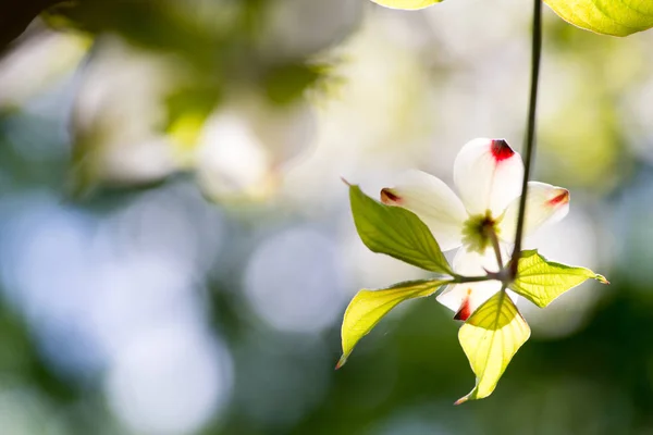 Primo Piano Fiori Corniolo Fiore Nel Parco Estivo — Foto Stock