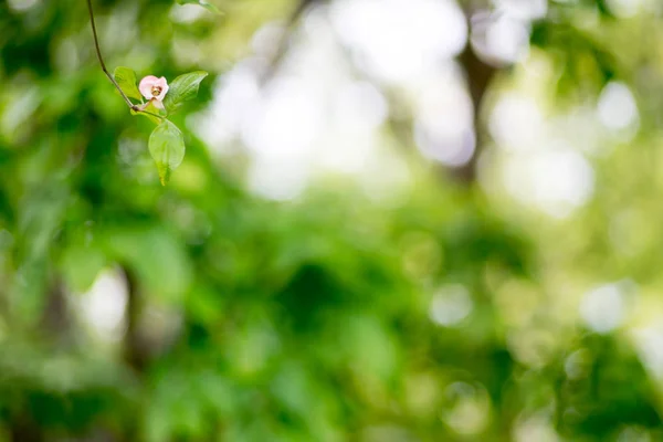 Närbild Blommande Dogwood Blommor Sommarparken — Stockfoto