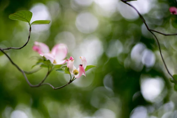 Primo Piano Fiori Corniolo Fiore Nel Parco Estivo — Foto Stock