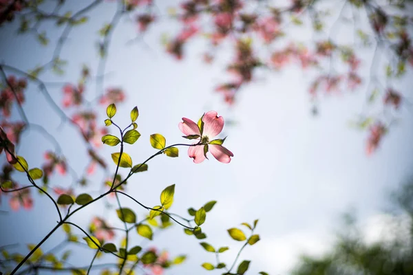 Primer Plano Flores Florecientes Cornejo Parque Verano —  Fotos de Stock