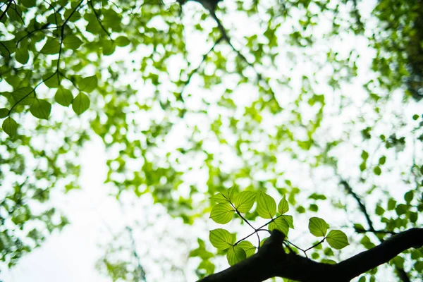 Dogwood Hojas Verdes Luz Del Sol Disparo Primer Plano — Foto de Stock