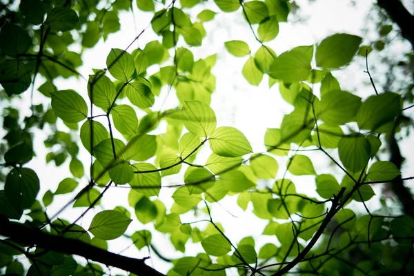 Dogwood Green Leaves Sunlight Close Seup Shot — стоковое фото