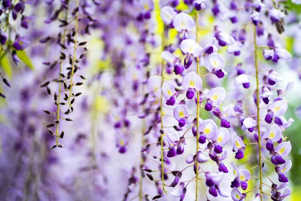 Japanse Wisteria Bloemen Wazige Achtergrond — Stockfoto