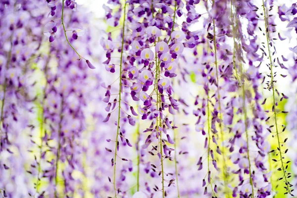 Wisteria Japonesa Flores Sobre Fondo Borroso — Foto de Stock