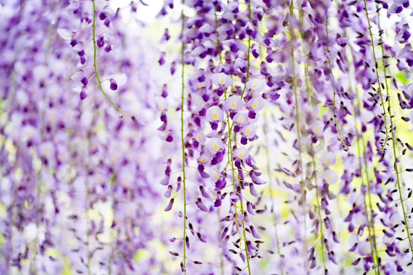 Japanese Wisteria Flowers on Blurred Background