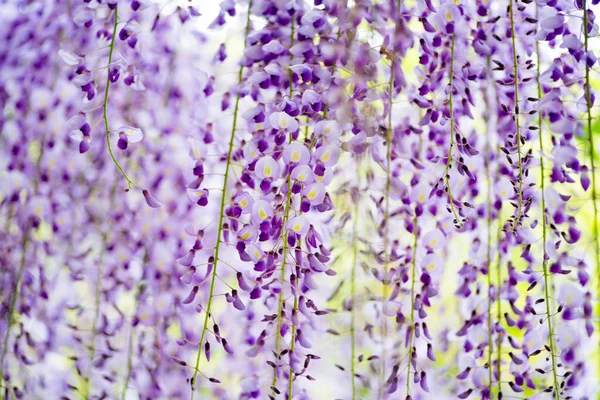 模糊背景下的日本紫藤花 — 图库照片