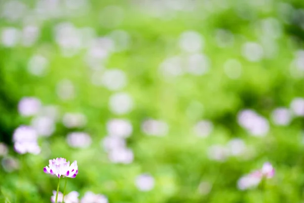 Chinese Wikke Melk Bloemen Overdag — Stockfoto