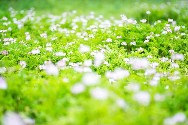 Flores Ervilhaca Leite Chinês Durante Dia — Fotografia de Stock