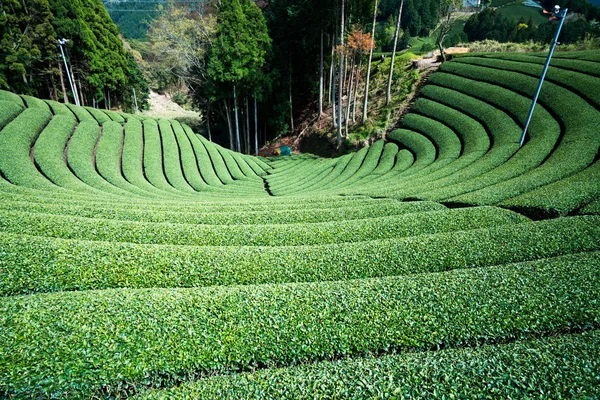 Wazuka Tea Field Kyoto Tourism Japan — Stock Photo, Image