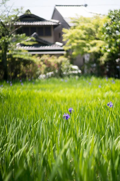 Iris Sanctuaire Ota Kyoto Tourisme Japon — Photo