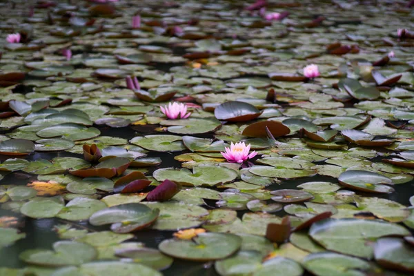 Water Lily River Daytime — Stock Photo, Image