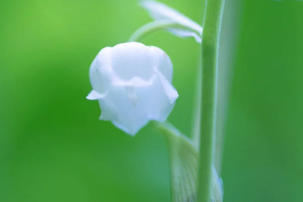 Lily Valley — Stock Photo, Image