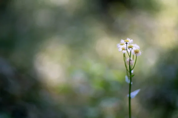 Квіти Філадельфії Флобане Розмитому Тлі — стокове фото