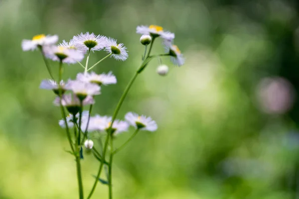 Philadelphia Fleabane Flowers Blurred Background — Stock Photo, Image