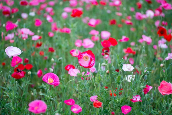 Fleurs Pavot Dans Champ Vert Jour — Photo