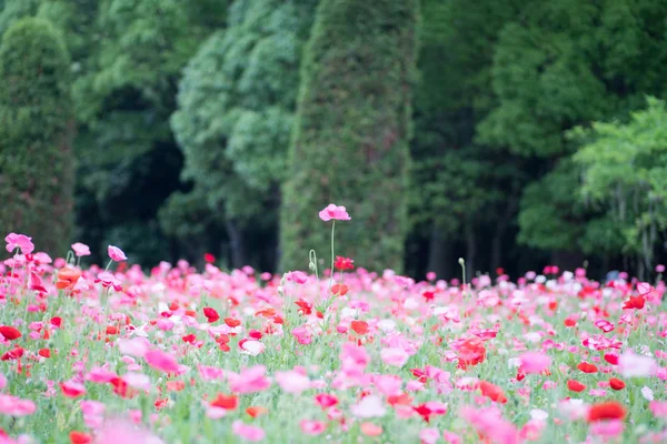 Mohn Blüht Tagsüber Auf Der Grünen Wiese — Stockfoto