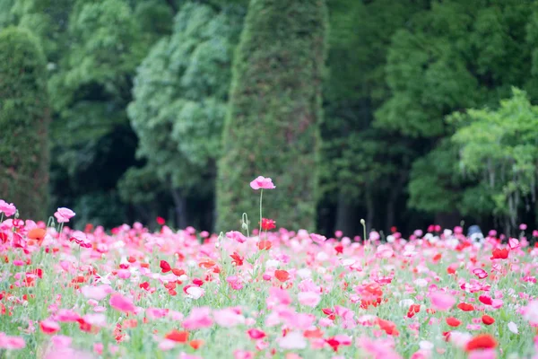Bunga Poppy Lapangan Hijau Pada Siang Hari — Stok Foto