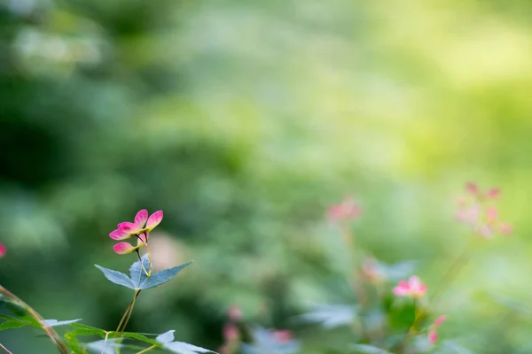 Japanische Ahornblattblume — Stockfoto