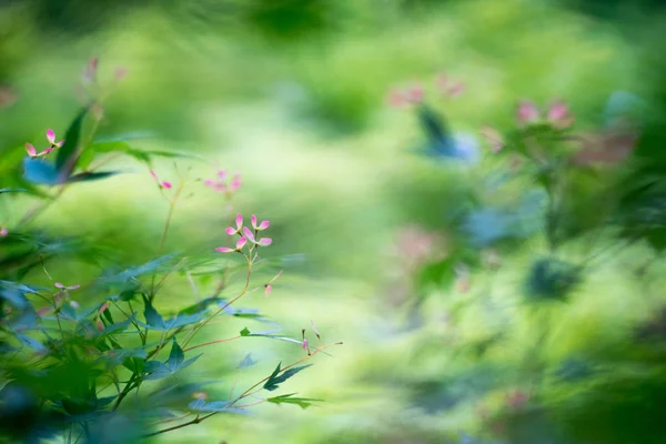 Fiore Foglia Acero Giapponese — Foto Stock