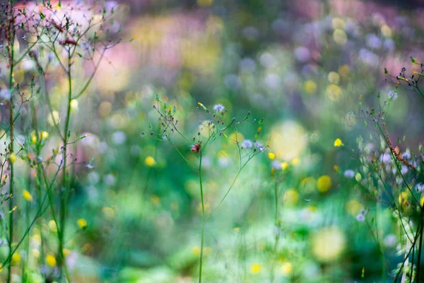 Closeup Small Summer Flowers Blurred Background — Stock Photo, Image