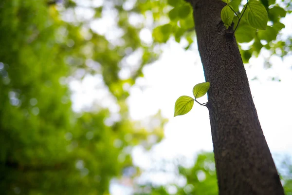 日光の中でドッグウッドの緑の葉 クローズアップショット ロイヤリティフリーのストック写真