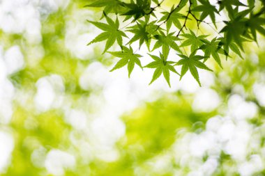 Tofukuji tapınağında Japon akçaağaç yaprağı, Kyoto, Japonya turizmi.