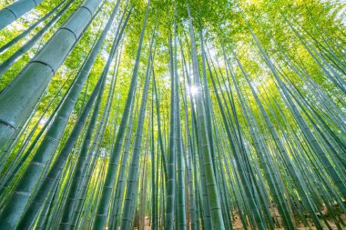 Adashinonenbutsu Tapınağı 'ndaki Bambu Ormanı, Kyoto Turizmi, Japonya