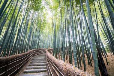 Adashinonenbutsu Tapınağı 'ndaki Bambu Ormanı, Kyoto Turizmi, Japonya